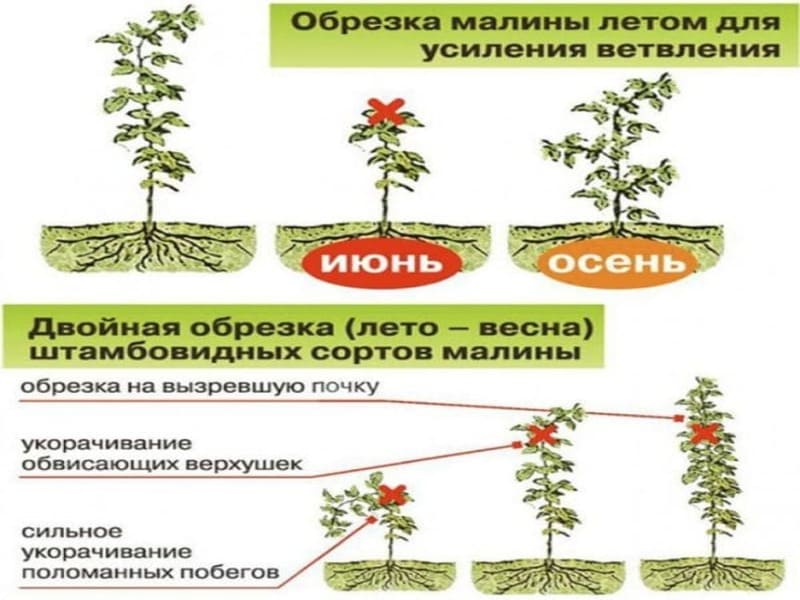 Обрезка Малины Осенью Картинки