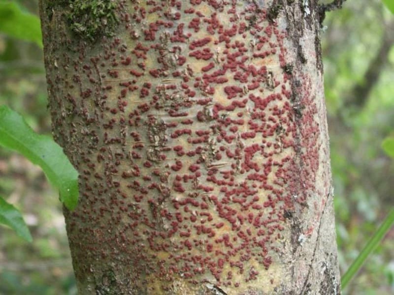 Які хвороби є у дерев?