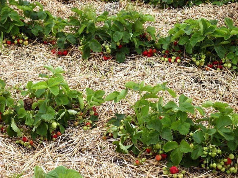 Посадка клубники в сентябре - 5 шагов для успешного урожая - магазинаграрной и сельскохозяйственной продукции sad-ogorod