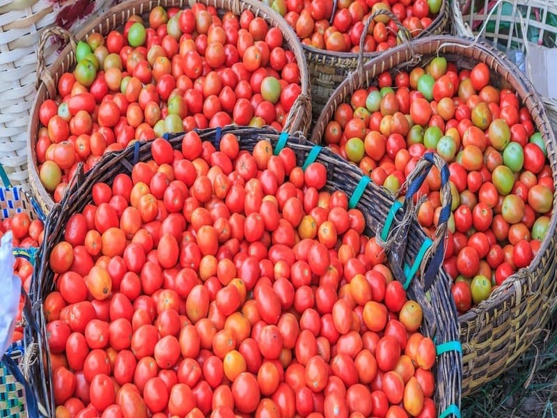 Как получить хороший урожай помидоров