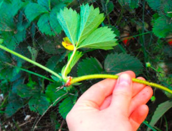 Ремонтантная клубника: как вырастить хороший урожай