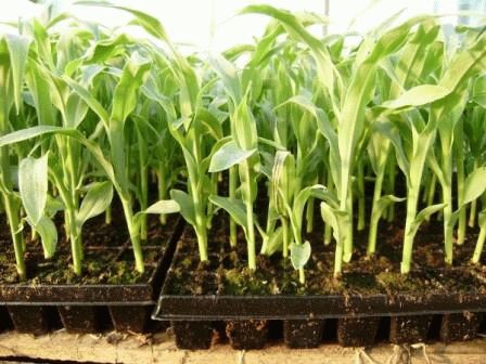 Секреты выращивания сахарной кукурузы