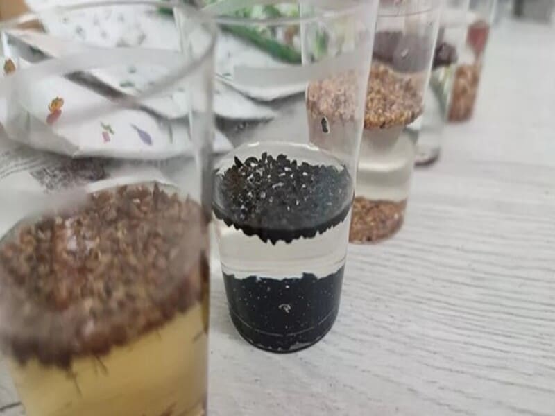 Процесс замачивания семян кабачков с использованием перекиси водорода: