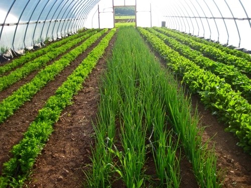 Выращивание зелени как бизнес. Как заработать на выращивании зелени?