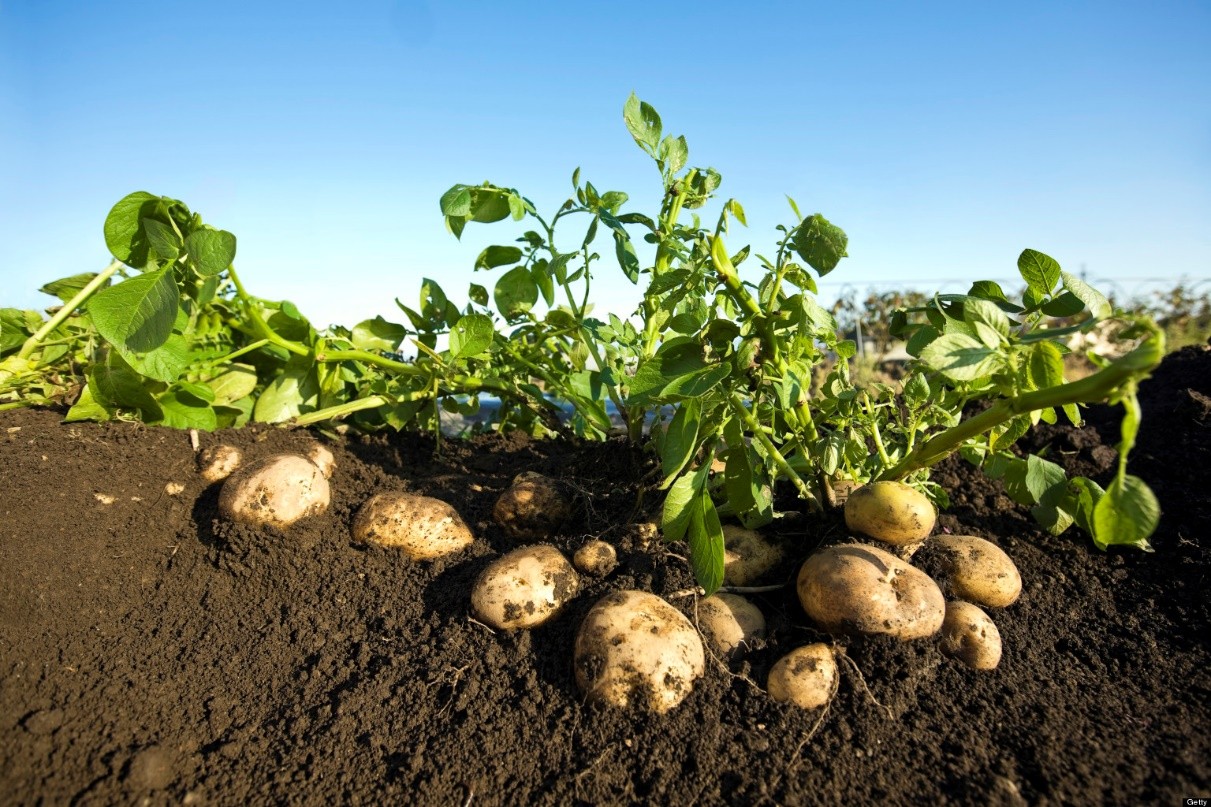 Скільки днів проходить до появи перших пагонів картоплі?