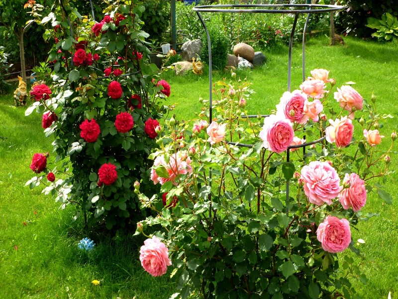 Розы Летом Фото
