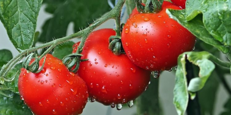 Как правильно поливать из шланга помидоры