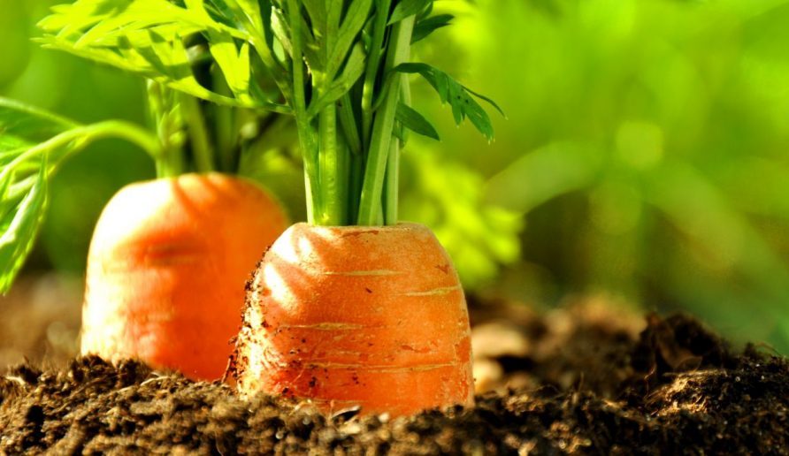 Выращивание моркови с помощью капельного орошения