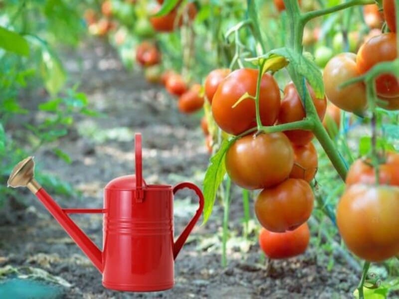 Как часто поливать помидоры в теплице после посадки