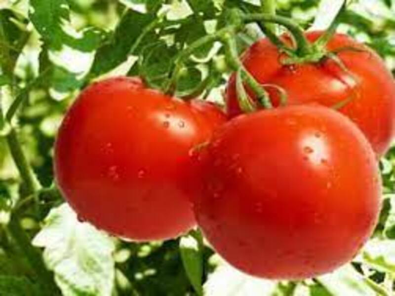 Как получить урожай сладких помидоров на балконе — читать на жк-вершина-сайт.рф