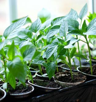 Как вырастить рассаду помидоров в домашних условиях: пошаговая инструкция с советами садоводов