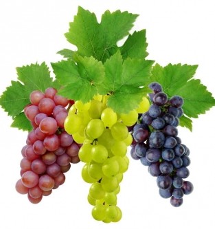Основні правила підкормки винограду