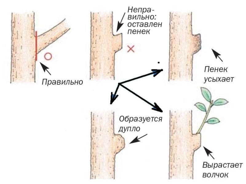 Можно Ли Обрезать Фотографии