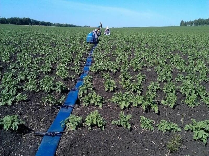 Выращивание картофеля на капельном поливе