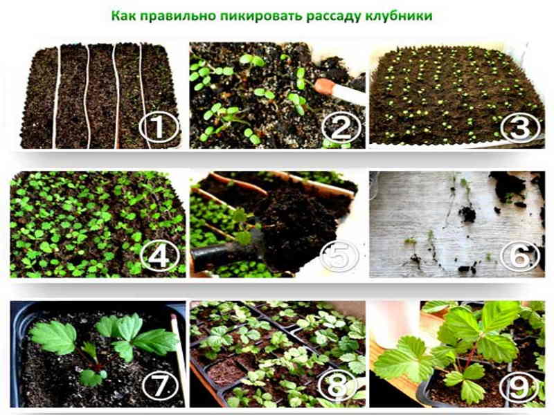 Чем подкормить рассаду земляники