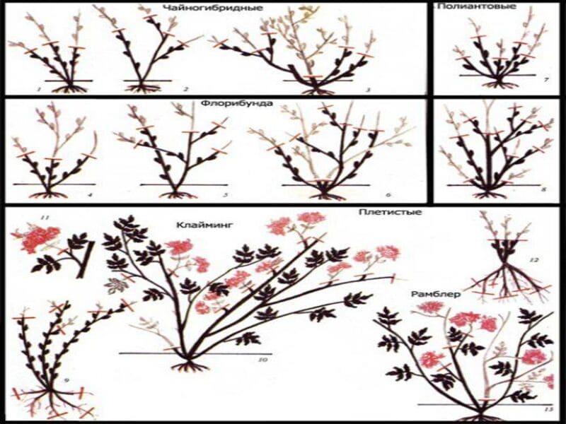 Способы обрезки. Схема обрезки роз флорибунда. Схема обрезки плетистых роз весной. Обрезка роз флорибунда весной. Обрезка плетистой розы весной схема.