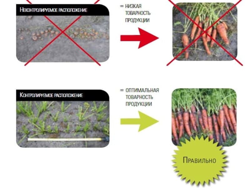 Посадка моркови весной схема