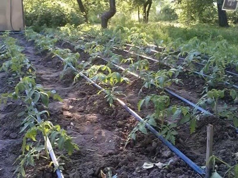 Грядки для помидоров в открытом грунте своими руками схема