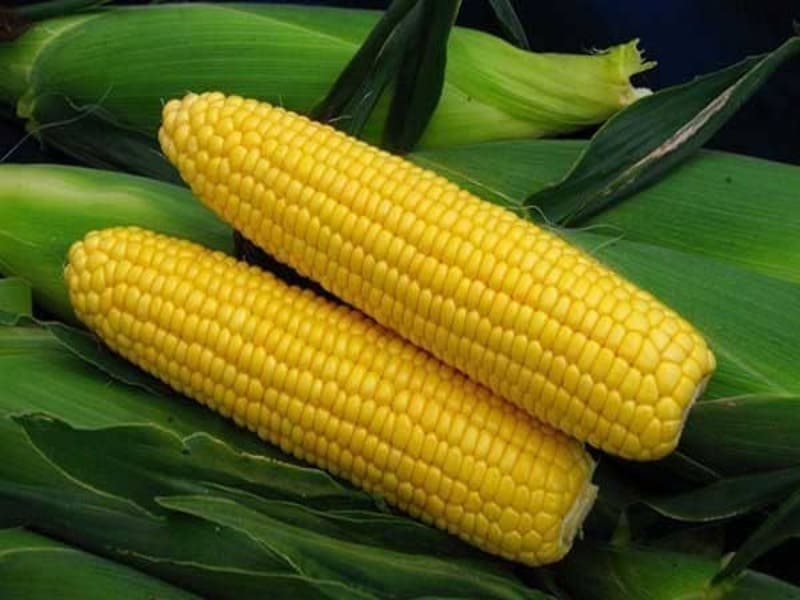 Весенняя посадка кукурузи