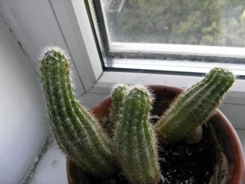 Почему кактус вытянулся. Почему кактус вытянулся. Эхинокактус гниет бок. Кактус неправильной формы. Восстанови последовательность плана текста цветение кактусов.