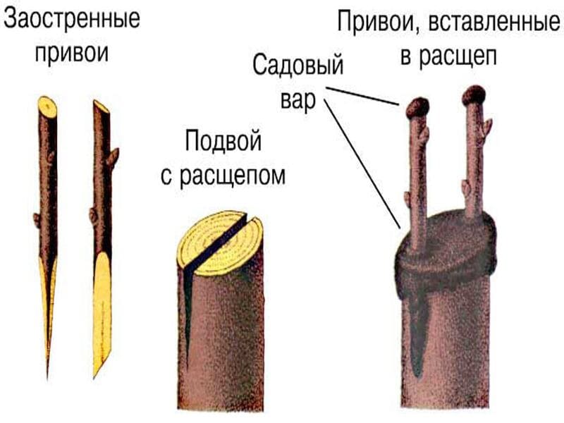 На какие деревья делают прививки