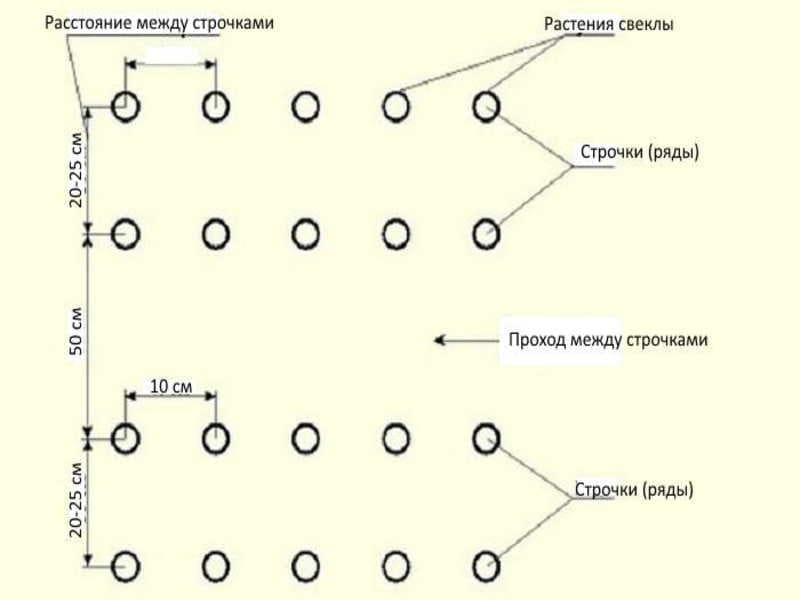 Схема посадки свеклы в открытом грунте