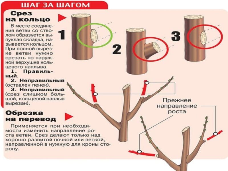 Когда начинается сокодвижение у плодовых