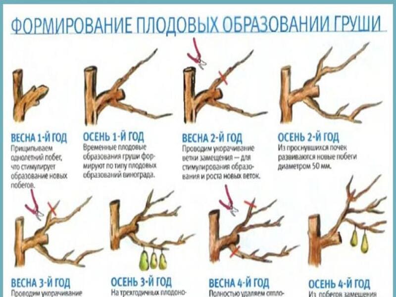 Обрезка груши весной 3 года схема и описание