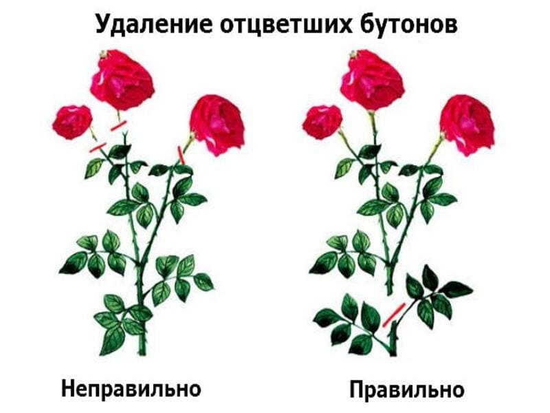 Розуміння потреб троянд