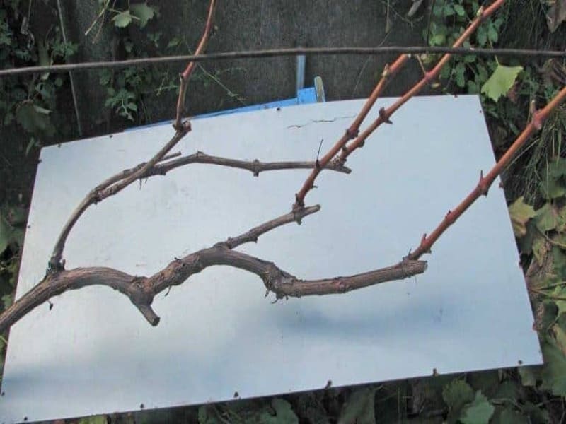Укрытие винограда на зиму и правильная обрезка кустов кустов