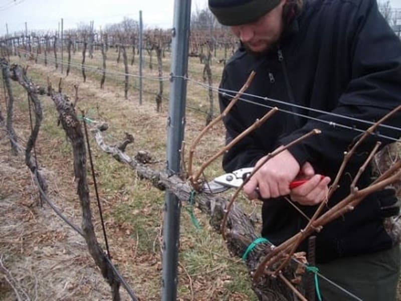 Укрытие винограда на зиму и правильная обрезка кустов кустов