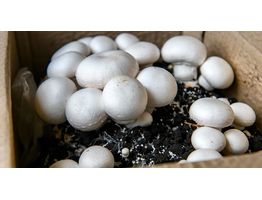 Как вырастить мицелий грибов своими руками на картоне