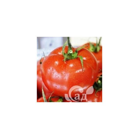 Томат Беріл РЦ (Beril RZ) F1 100н (арт. Product_865) Купить по цене 13 ...