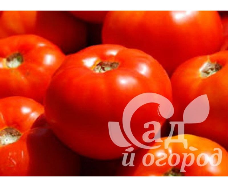 Урожайность томата бобкат. Семена помидора Бобкат f1. Томат Бобкат f1. Семена томат Бобкат f1. Сорт томатов Бобкэт.